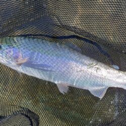 ポカポカの一日 ～天竜川ルアーフライテンカラ専用区～